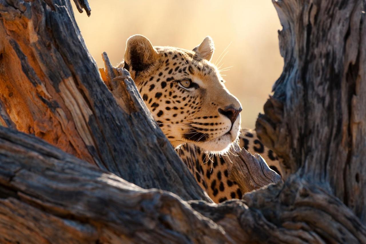 Okonjima Plains Camp Villa Otjiwarongo Buitenkant foto